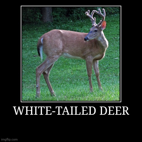 White-Tailed Deer | image tagged in demotivationals,deer | made w/ Imgflip demotivational maker