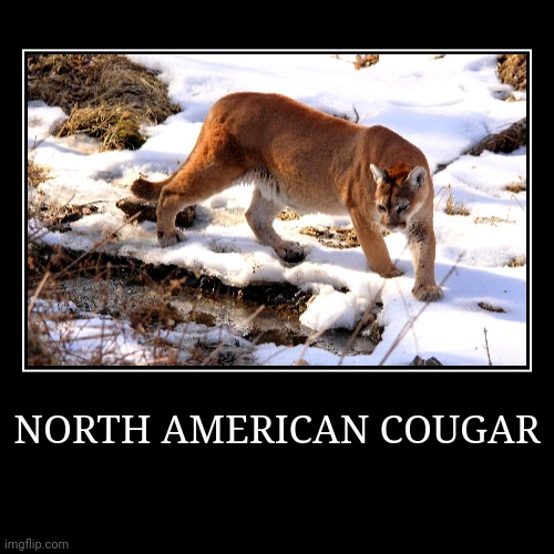 North American Cougar | image tagged in demotivationals,cougar | made w/ Imgflip demotivational maker