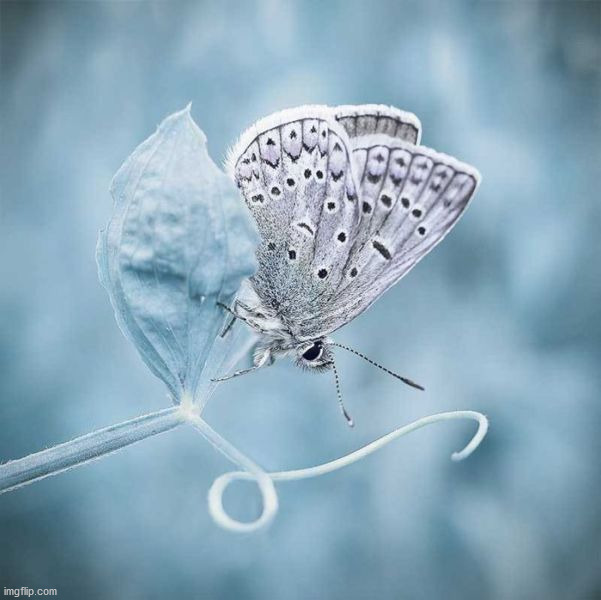 image tagged in awesome | made w/ Imgflip meme maker