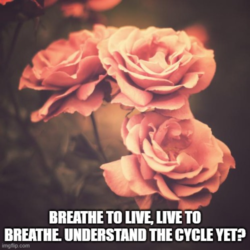 Beautiful Vintage Flowers | BREATHE TO LIVE, LIVE TO BREATHE. UNDERSTAND THE CYCLE YET? | image tagged in beautiful vintage flowers | made w/ Imgflip meme maker
