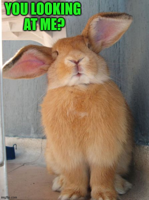 YOU LOOKING 
AT ME? | image tagged in bunnies | made w/ Imgflip meme maker