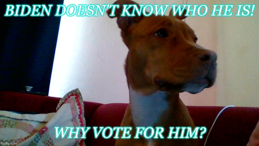 Bailey the dog | BIDEN DOESN'T KNOW WHO HE IS! WHY VOTE FOR HIM? | image tagged in biden | made w/ Imgflip meme maker