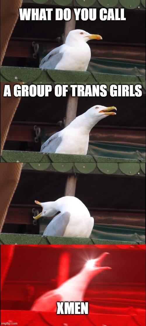 Inhaling Seagull | WHAT DO YOU CALL; A GROUP OF TRANS GIRLS; XMEN | image tagged in memes,inhaling seagull | made w/ Imgflip meme maker