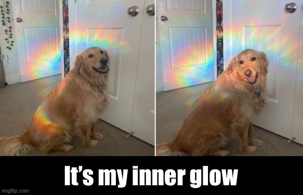 This dog go is so beautiful, I had to avert my eyes | It’s my inner glow | image tagged in funny memes,dogs | made w/ Imgflip meme maker
