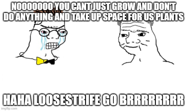 loosestrife go brrrrr | NOOOOOOO YOU CANT JUST GROW AND DON'T DO ANYTHING AND TAKE UP SPACE FOR US PLANTS; HAHA LOOSESTRIFE GO BRRRRRRRR | image tagged in noooo you can't just | made w/ Imgflip meme maker