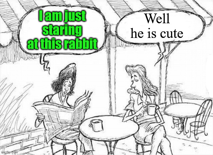 chatting | I am just staring at this rabbit Well he is cute | image tagged in chatting | made w/ Imgflip meme maker