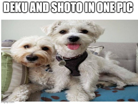 best budzz | DEKU AND SHOTO IN ONE PIC | image tagged in funny | made w/ Imgflip meme maker