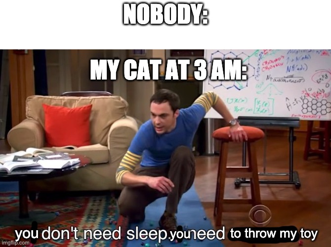 my kitten | NOBODY:; MY CAT AT 3 AM:; to throw my toy; you; you | image tagged in i don't need sleep i need answers | made w/ Imgflip meme maker