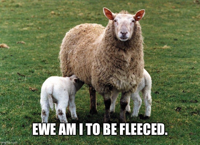 Song lyric | EWE AM I TO BE FLEECED. | image tagged in funny memes | made w/ Imgflip meme maker