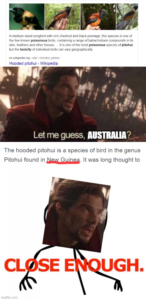 Poison Birb | AUSTRALIA | image tagged in let me guess your home,birds,animals,australia,animal meme,avengers infinity war | made w/ Imgflip meme maker