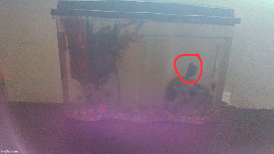 My fish, sorry for the bad quality | made w/ Imgflip meme maker