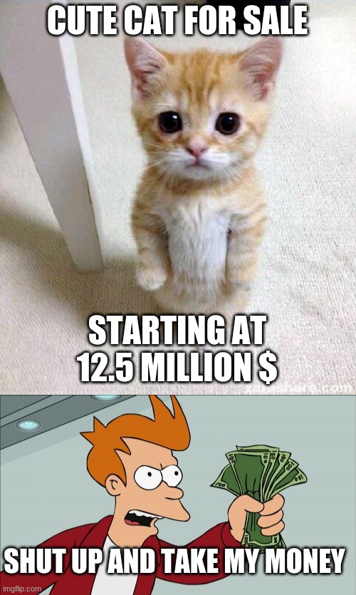 puty tat | CUTE CAT FOR SALE; STARTING AT 12.5 MILLION $; SHUT UP AND TAKE MY MONEY | image tagged in memes,cute cat,shut up and take my money fry | made w/ Imgflip meme maker