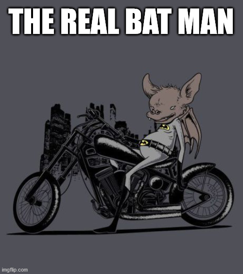 Really Bat Man | THE REAL BAT MAN | image tagged in superheroes,batman | made w/ Imgflip meme maker