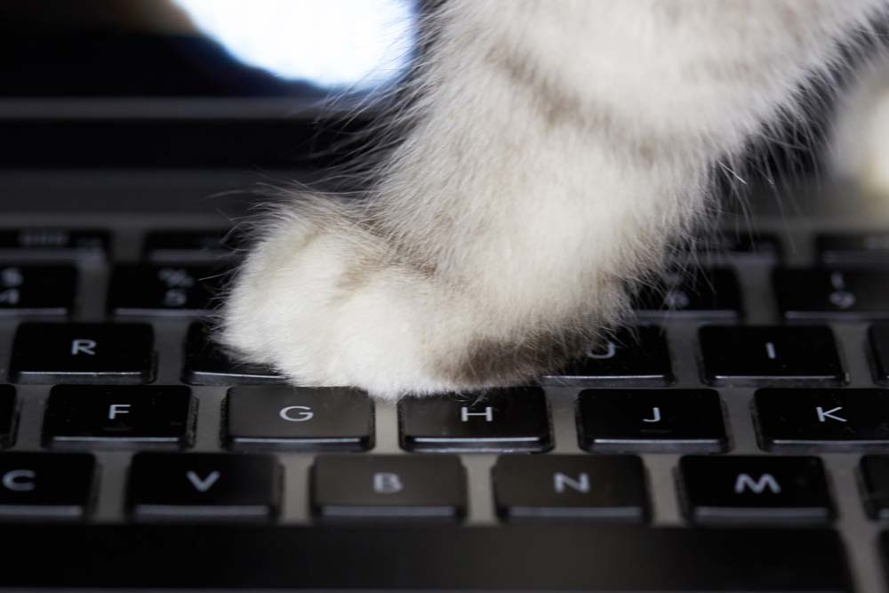 Cat on keyboard Blank Meme Template
