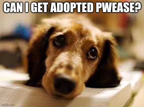I want to be adopted | CAN I GET ADOPTED PWEASE? | image tagged in cute dog | made w/ Imgflip meme maker