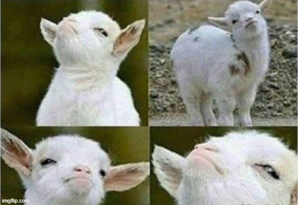 victory goat | image tagged in victory goat | made w/ Imgflip meme maker