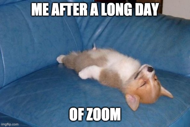 Tired corgi | ME AFTER A LONG DAY; OF ZOOM | image tagged in tired dog | made w/ Imgflip meme maker