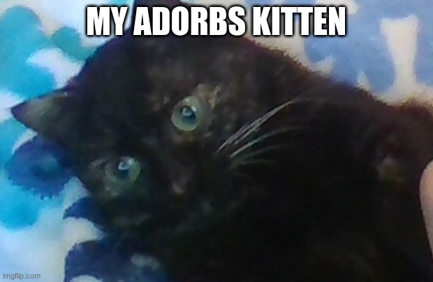 BitBear | MY ADORBS KITTEN | image tagged in cute cat | made w/ Imgflip meme maker