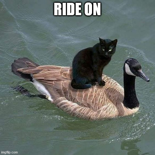 black cat riding on a goose | RIDE ON | image tagged in black cat riding on a goose | made w/ Imgflip meme maker