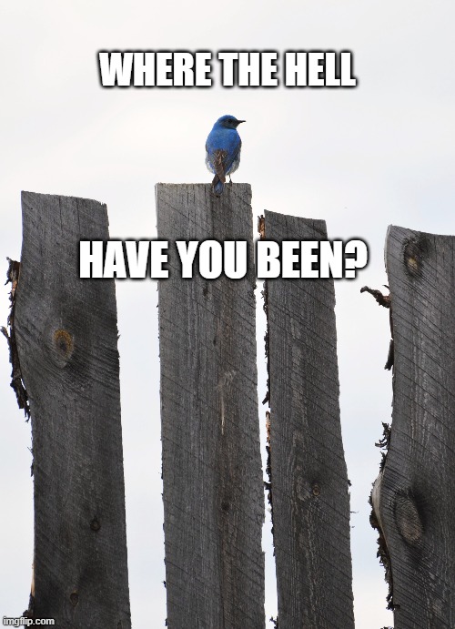 Bluebird of Happiness | WHERE THE HELL; HAVE YOU BEEN? | image tagged in funny,funny memes,funny animals | made w/ Imgflip meme maker