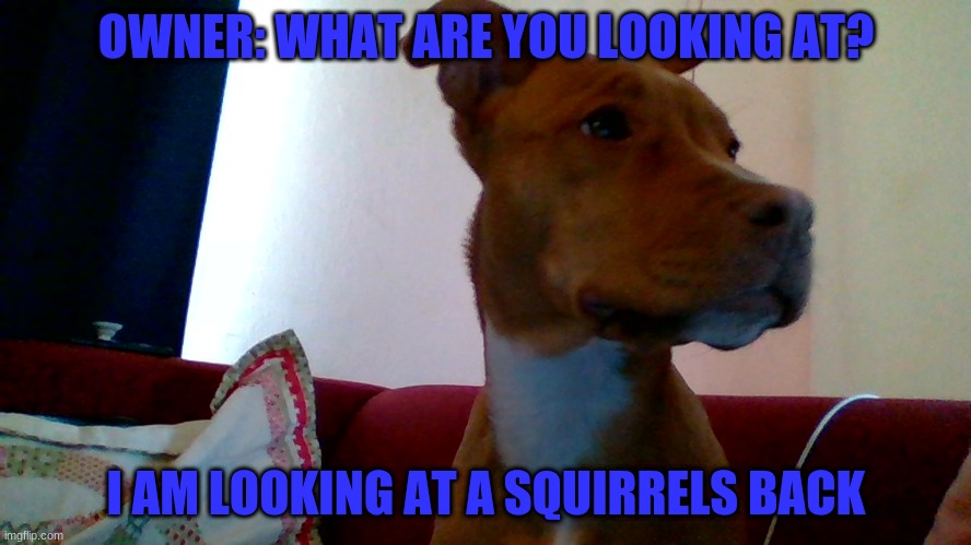 Bailey looking at squirrels | OWNER: WHAT ARE YOU LOOKING AT? I AM LOOKING AT A SQUIRRELS BACK | image tagged in funny dog memes | made w/ Imgflip meme maker