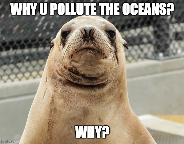 why? | WHY U POLLUTE THE OCEANS? WHY? | image tagged in mad sea lion | made w/ Imgflip meme maker