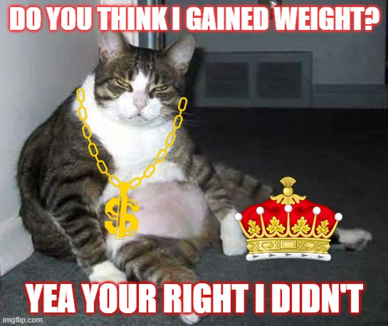 Umm.... I'm not fat | DO YOU THINK I GAINED WEIGHT? YEA YOUR RIGHT I DIDN'T | image tagged in fat cat | made w/ Imgflip meme maker