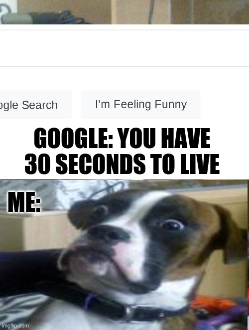 Boxer | GOOGLE: YOU HAVE 30 SECONDS TO LIVE; ME: | image tagged in suprised boxer,memes | made w/ Imgflip meme maker