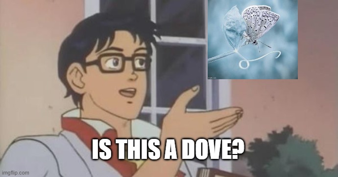 Is This a Pigeon | IS THIS A DOVE? | image tagged in is this a pigeon | made w/ Imgflip meme maker