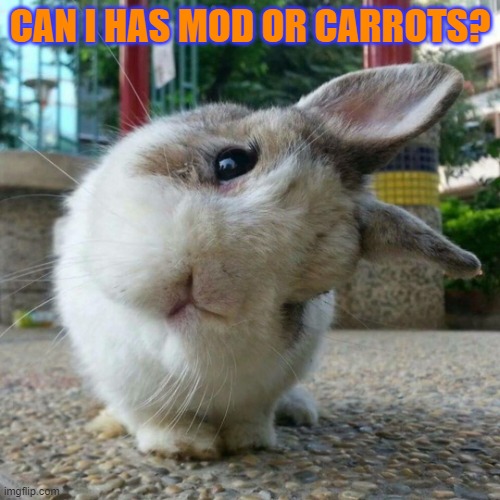please? | CAN I HAS MOD OR CARROTS? | image tagged in cute bunny | made w/ Imgflip meme maker