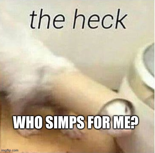 Ferret the heck | WHO SIMPS FOR ME? | image tagged in ferret the heck | made w/ Imgflip meme maker
