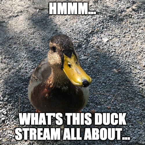 Nuf Said | HMMM... WHAT'S THIS DUCK STREAM ALL ABOUT... | image tagged in ducks | made w/ Imgflip meme maker