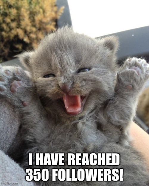 Yay | I HAVE REACHED 350 FOLLOWERS! | image tagged in yay kitty,followers,imgflip,fun | made w/ Imgflip meme maker