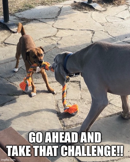 Tug of war | GO AHEAD AND TAKE THAT CHALLENGE!! | image tagged in dogs,weimaraner,play,big,little | made w/ Imgflip meme maker