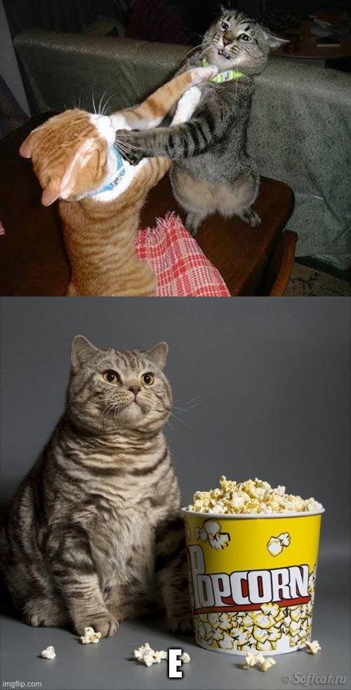 Cat watching other cats fight | E | image tagged in cat watching other cats fight | made w/ Imgflip meme maker