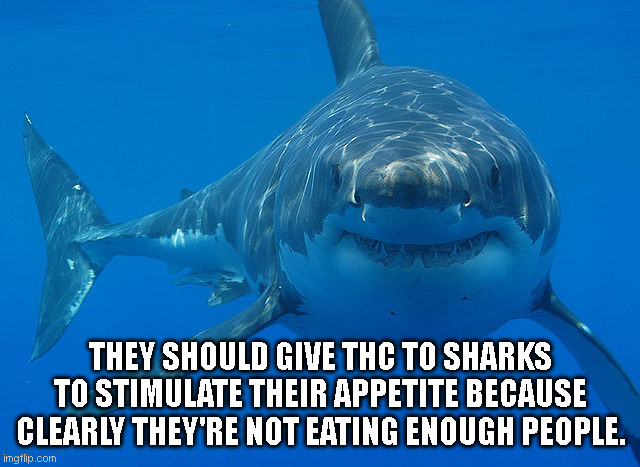 THC Shark | THEY SHOULD GIVE THC TO SHARKS TO STIMULATE THEIR APPETITE BECAUSE CLEARLY THEY'RE NOT EATING ENOUGH PEOPLE. | image tagged in great white shark | made w/ Imgflip meme maker