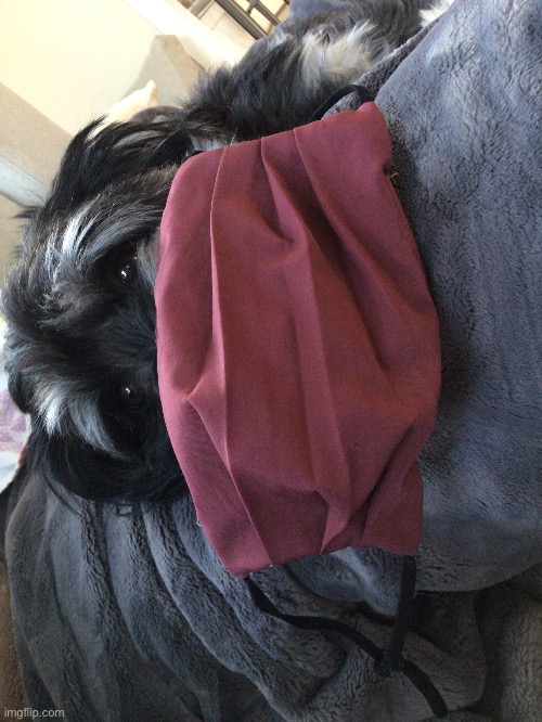 My Attempt to Put a Mask on my Resting Doggo | made w/ Imgflip meme maker