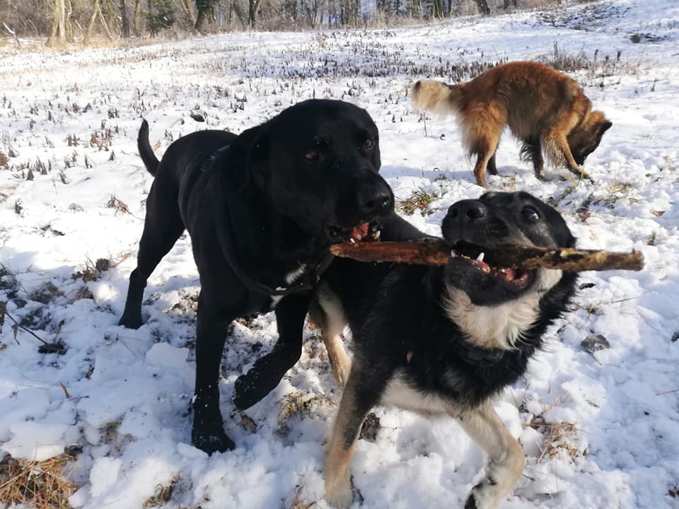 Dog with stick Blank Meme Template