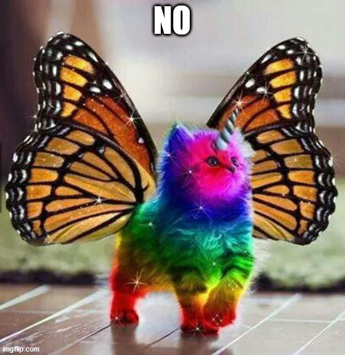 Rainbow unicorn butterfly kitten | NO | image tagged in rainbow unicorn butterfly kitten | made w/ Imgflip meme maker