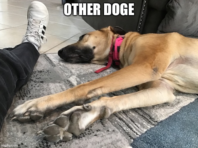 OTHER DOGE | made w/ Imgflip meme maker