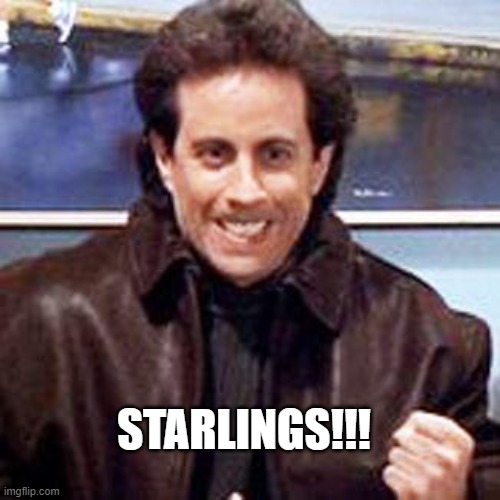 Seinfeld Newman | STARLINGS!!! | image tagged in seinfeld newman | made w/ Imgflip meme maker