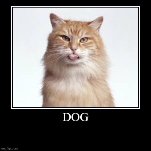 image tagged in demotivationals,dog,cat | made w/ Imgflip demotivational maker