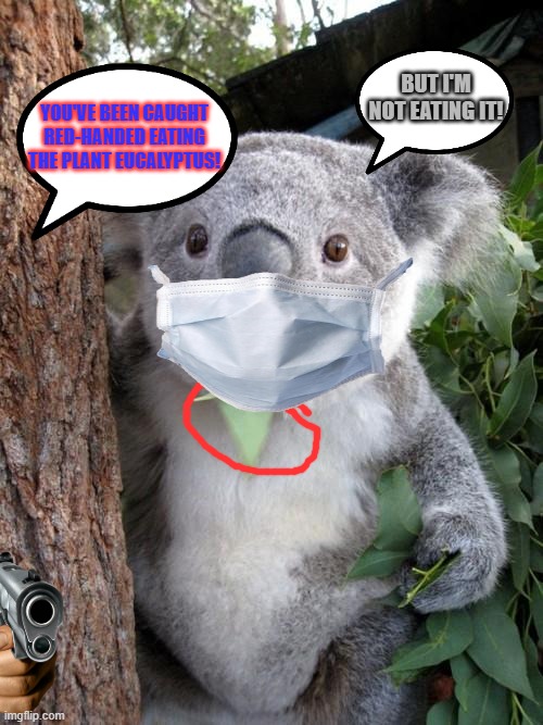 Eucalyptus Police! | BUT I'M NOT EATING IT! YOU'VE BEEN CAUGHT RED-HANDED EATING THE PLANT EUCALYPTUS! | image tagged in memes,surprised koala | made w/ Imgflip meme maker