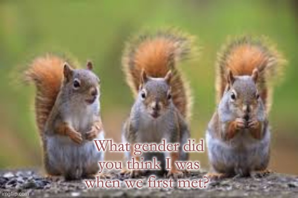 probably female XD | What gender did you think I was when we first met? | image tagged in squirrel temp | made w/ Imgflip meme maker
