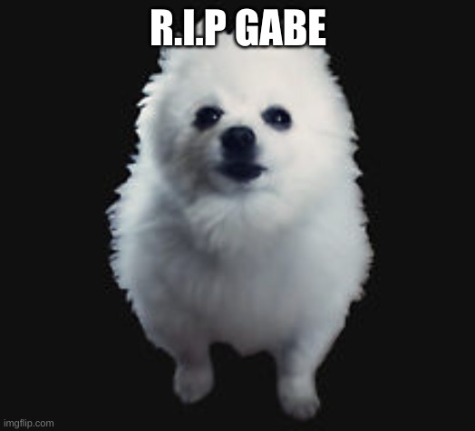 Gabe the dog | R.I.P GABE | image tagged in gabe the dog | made w/ Imgflip meme maker