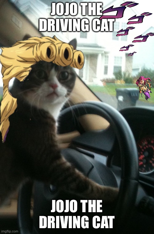 Jojo the driving cat | JOJO THE DRIVING CAT; JOJO THE DRIVING CAT | image tagged in cat,jojo's bizarre adventure,driving | made w/ Imgflip meme maker