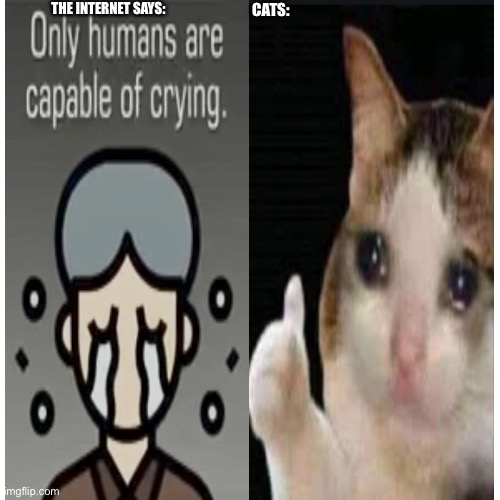 Cats can cry too, y’know. | THE INTERNET SAYS:; CATS: | image tagged in memes,blank transparent square | made w/ Imgflip meme maker