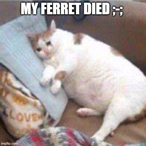 life is amazing... | MY FERRET DIED ;-; | made w/ Imgflip meme maker