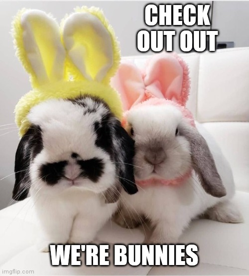 SOMETHING'S NOT RIGHT HERE | CHECK OUT OUT; WE'RE BUNNIES | image tagged in bunnies,rabbits,bunny,rabbit | made w/ Imgflip meme maker