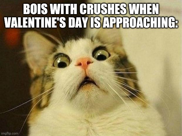 Lol | BOIS WITH CRUSHES WHEN VALENTINE'S DAY IS APPROACHING: | image tagged in memes,scared cat | made w/ Imgflip meme maker